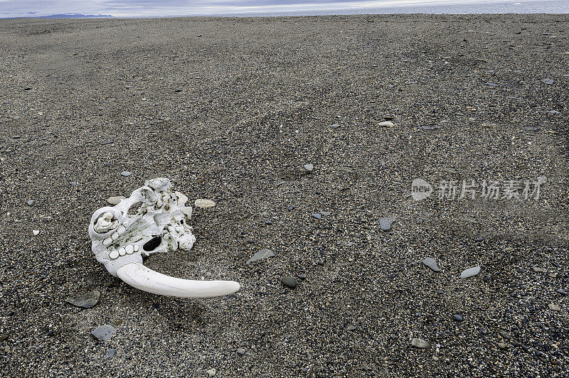 海象(Odobenus rosmarus)是一种分布在北冰洋北极和北半球亚北极海域的海洋哺乳动物。头骨的一部分、一根长牙、上颚骨和上颚牙齿。